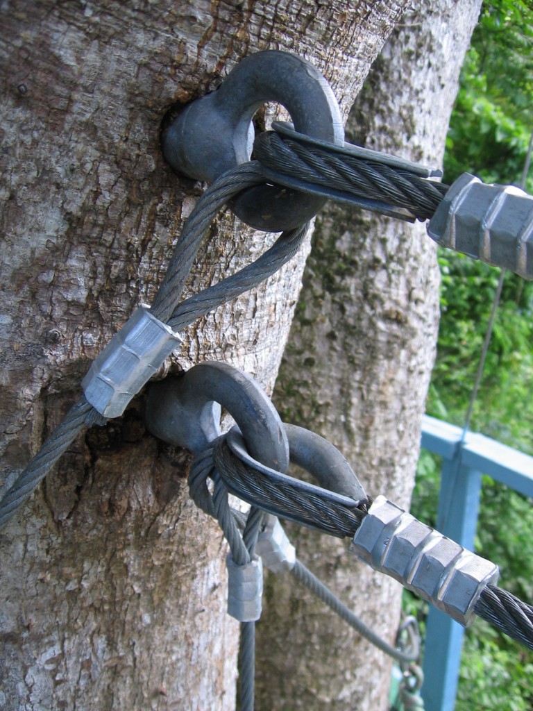 Bolts for zipline cables in a large sanbox tree (Hura crepitans
