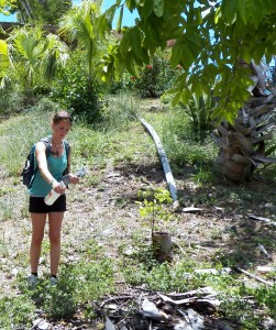 Geographic Consulting's Biologist, Liz Zimmer, marks a St. Croix ground lizard (Ameiva polops) during a population assessment of Protestant Cay, St. Croix, US VIRgin Islands