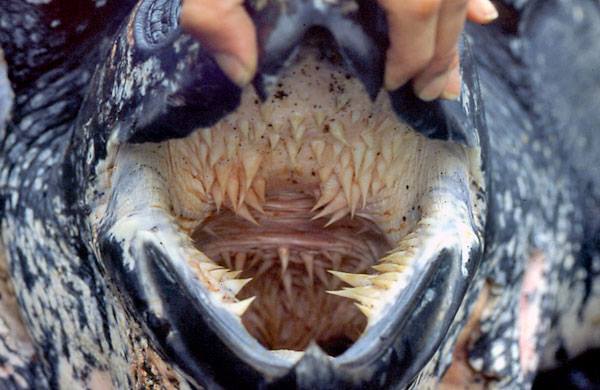 conclusion-of-leatherback-sea-turtle-night-patrols-for-2013