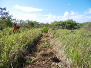 Native trees planted 15 feet apart in a linear clearing