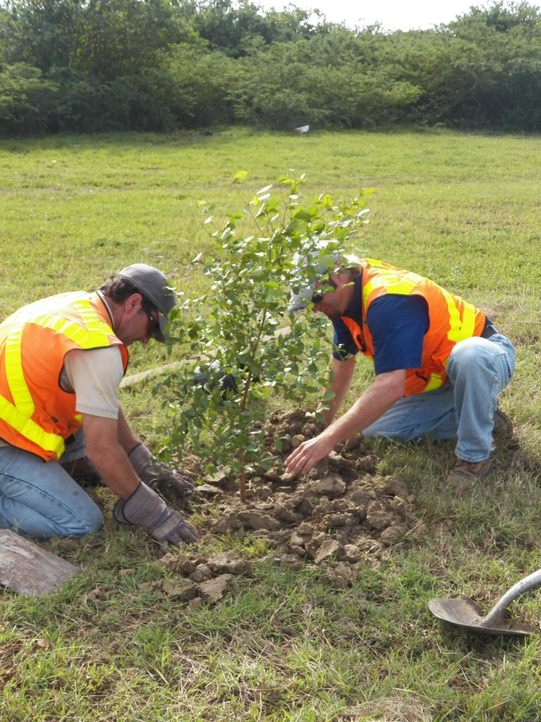 Roadside tree planting Geographic Consulting Geographic Consulting